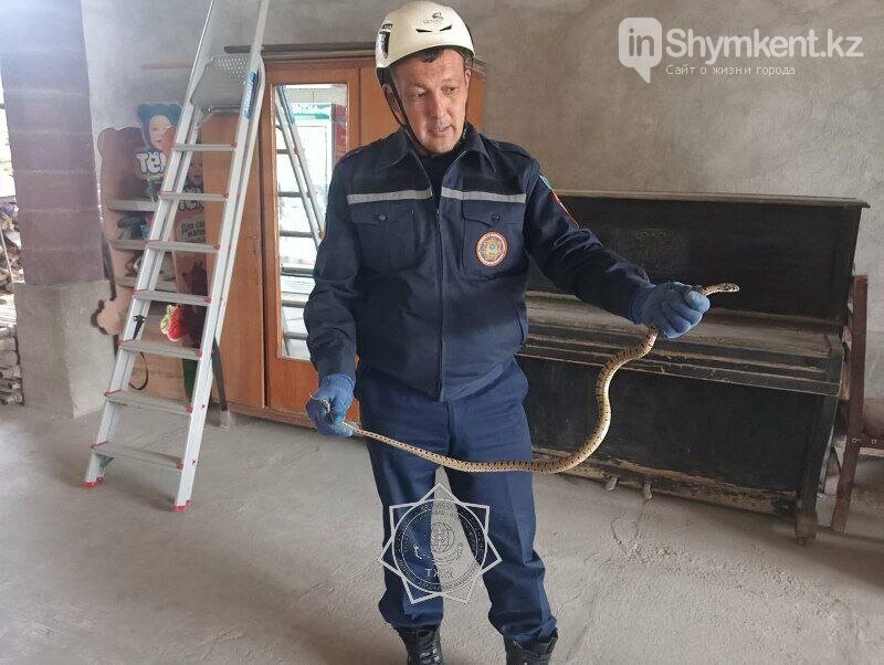 Спасатели борются со змеями в жилых домах Шымкента. Фото: otyrar.kz