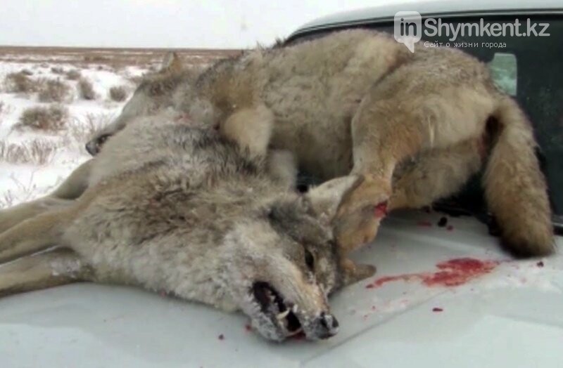 Нашествие волков в Туркестанской области: почему охотники отказываются от отстрела
