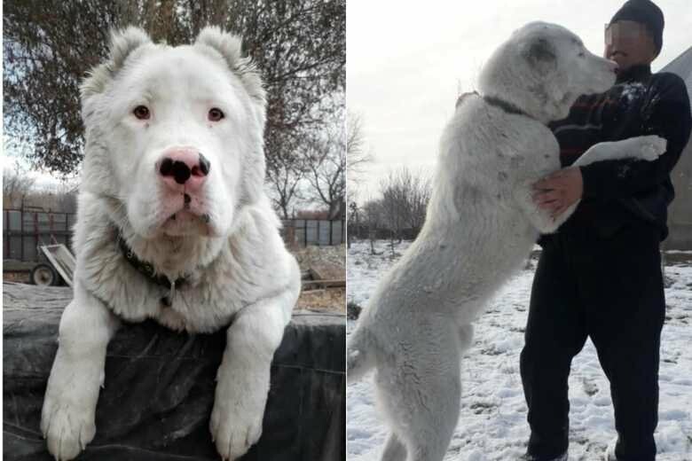 Киргизский дебет собака фото